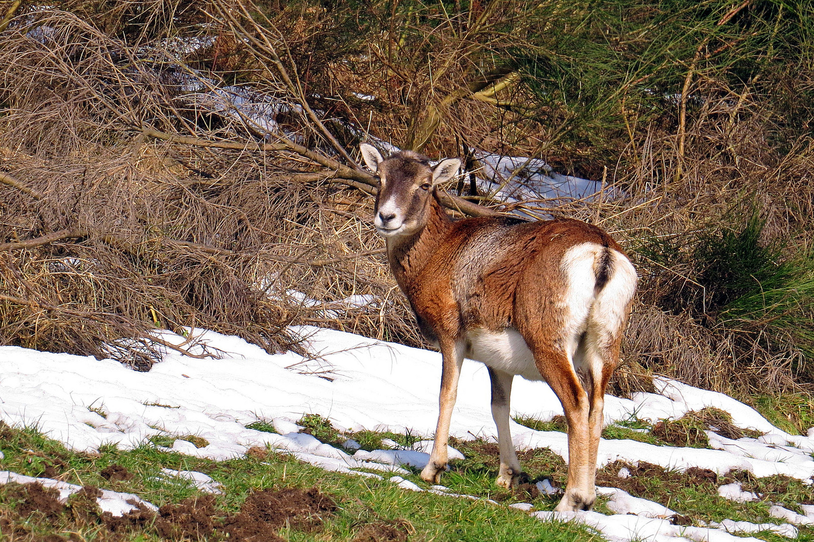 Muffelschaf