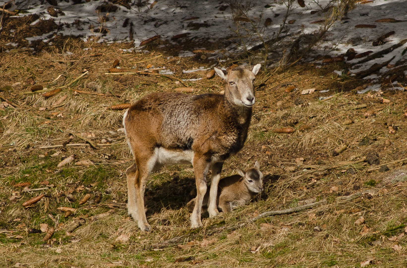 Muffelschaf mit Lamm