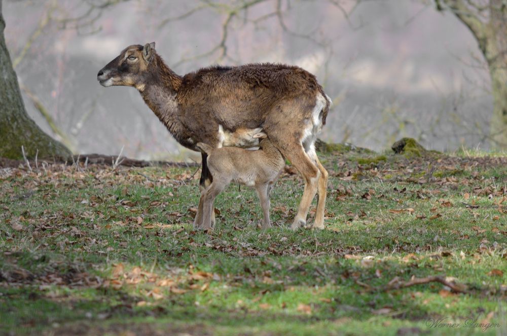 Muffelschaf mit Lamm