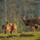 Muffelschaf und Lämmer