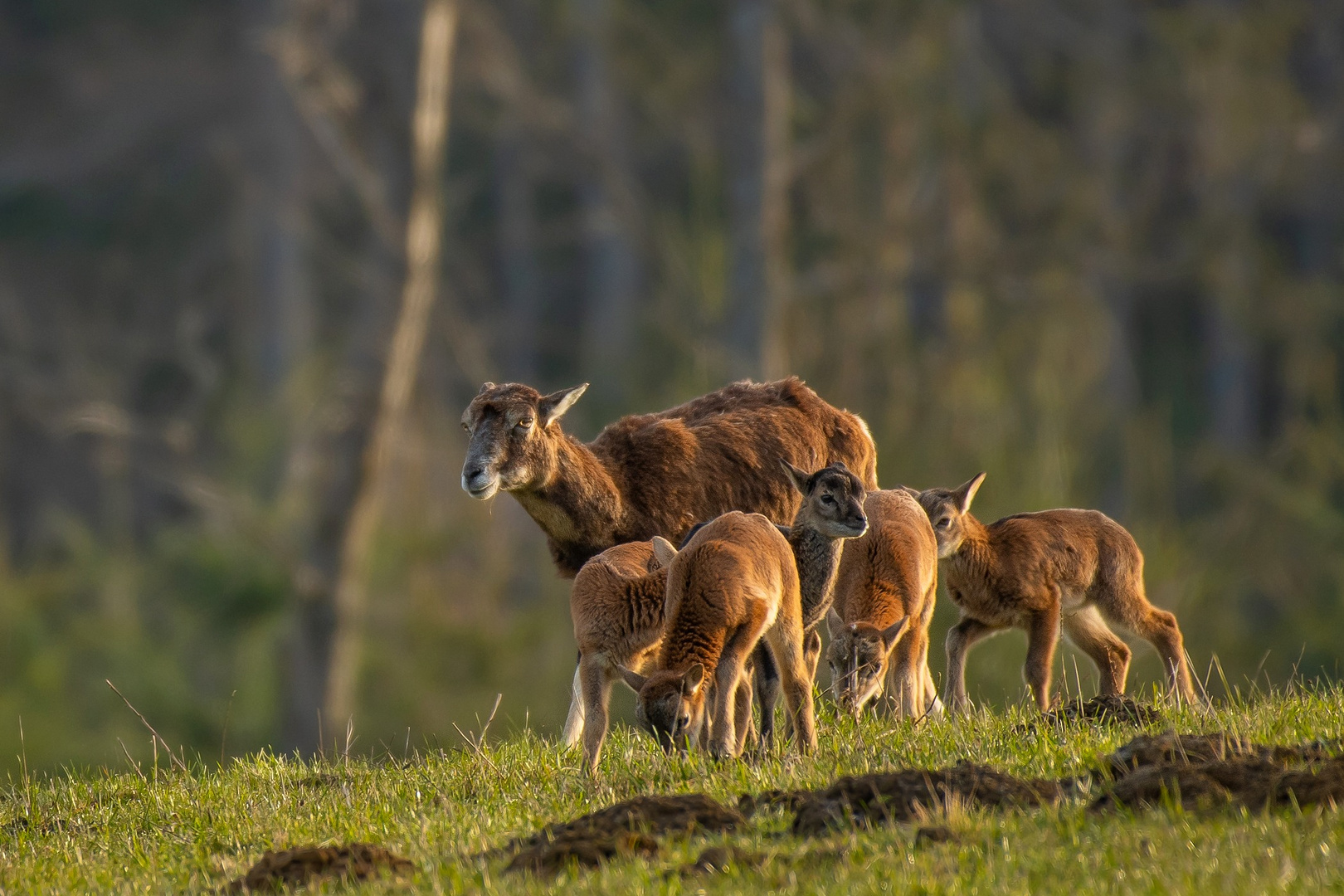 Muffelschaf und Muffellämmer II