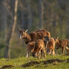 Muffelschaf und Muffellämmer II