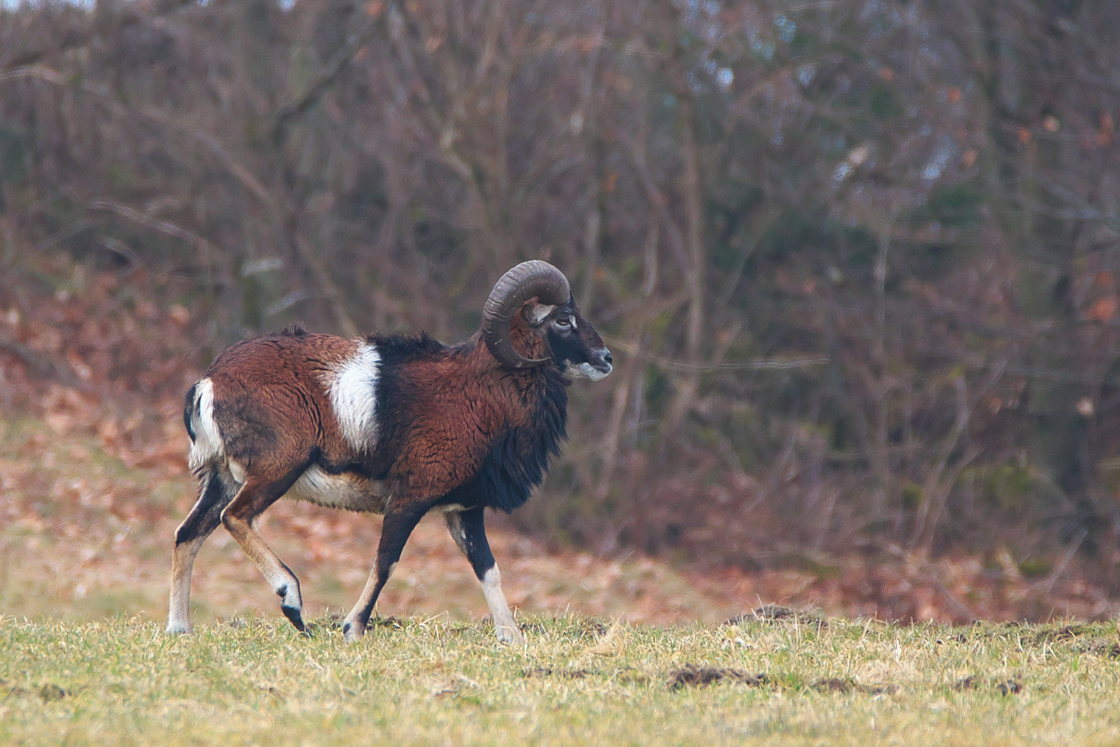 Muffelwidder 