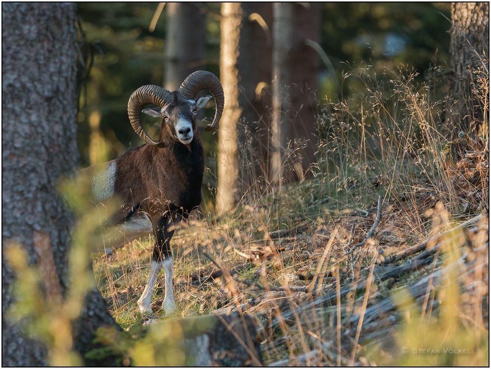 Muffelwidder