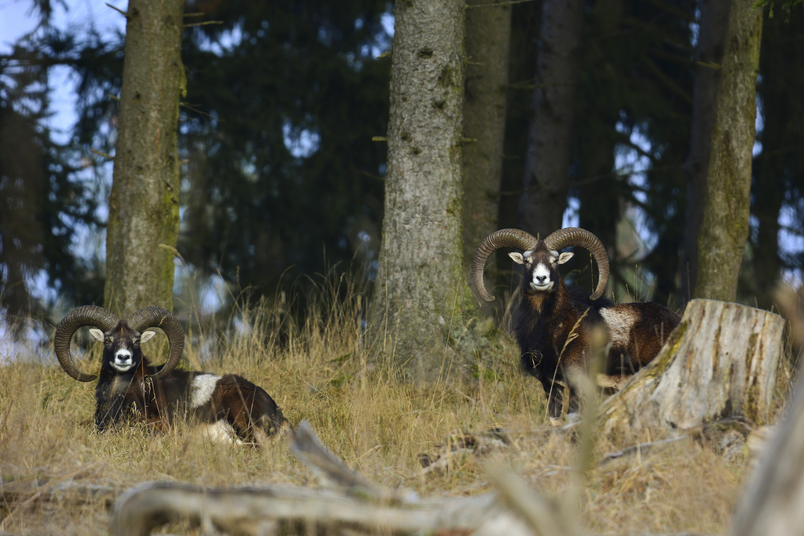 Muffelwidder beim Sonnenbad