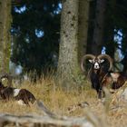 Muffelwidder beim Sonnenbad