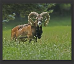 Muffelwidder im Haarwechsel