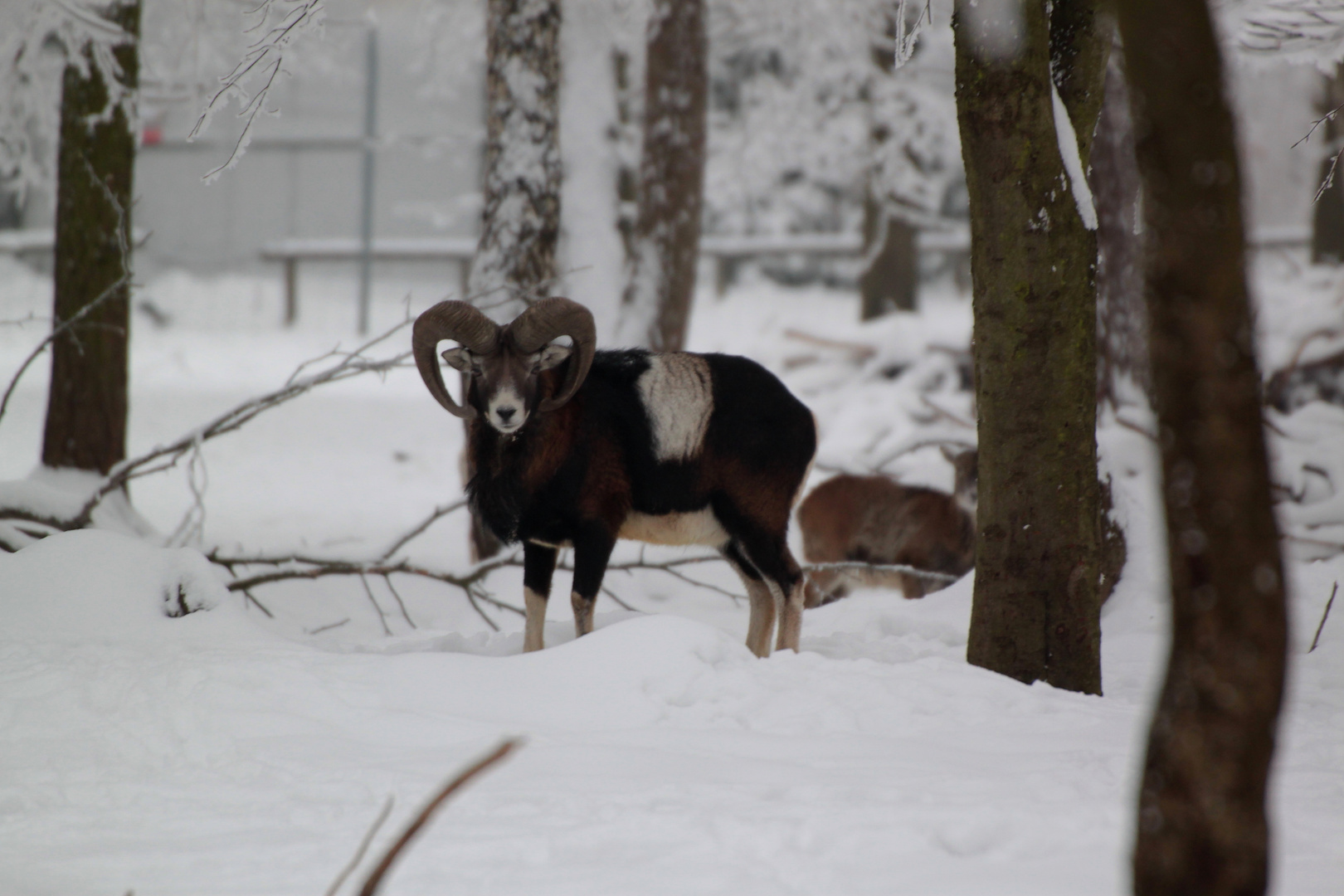 Muffelwidder im Tierpark Hexentanzplatz