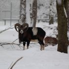 Muffelwidder im Tierpark Hexentanzplatz