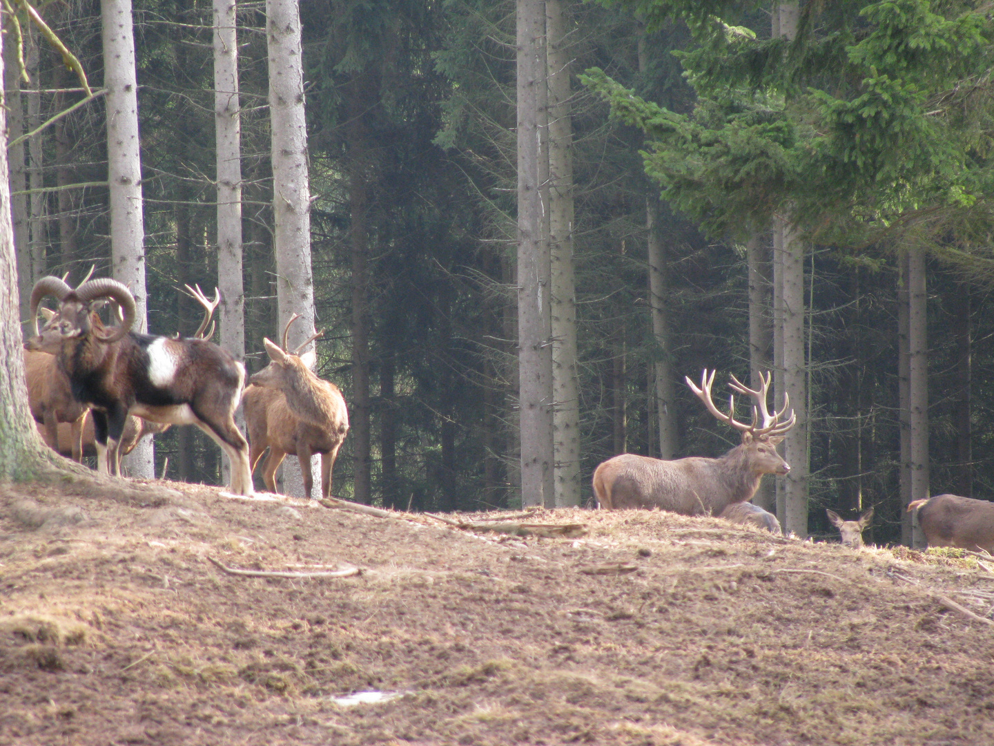 Muffelwidder und Rotwildrudel in freier Wildbahn