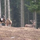 Muffelwidder und Rotwildrudel in freier Wildbahn