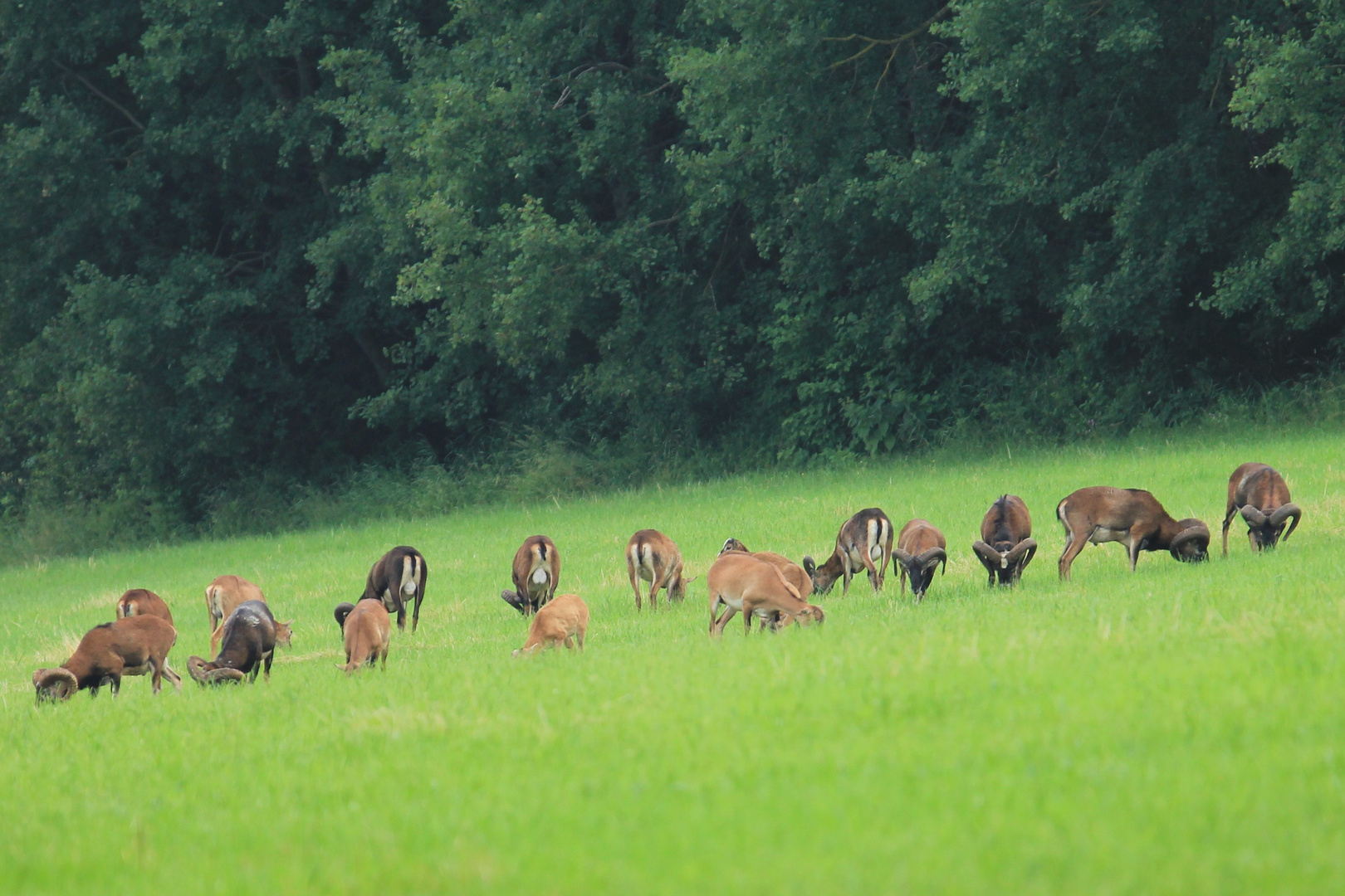 Muffelwild auf der Wiese im Odenwald