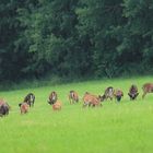 Muffelwild auf der Wiese im Odenwald
