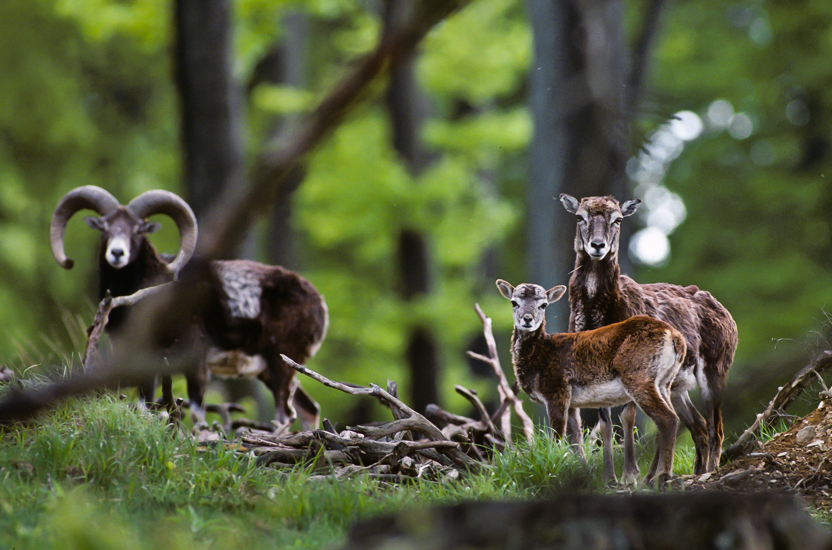 Muffelwild-Familie