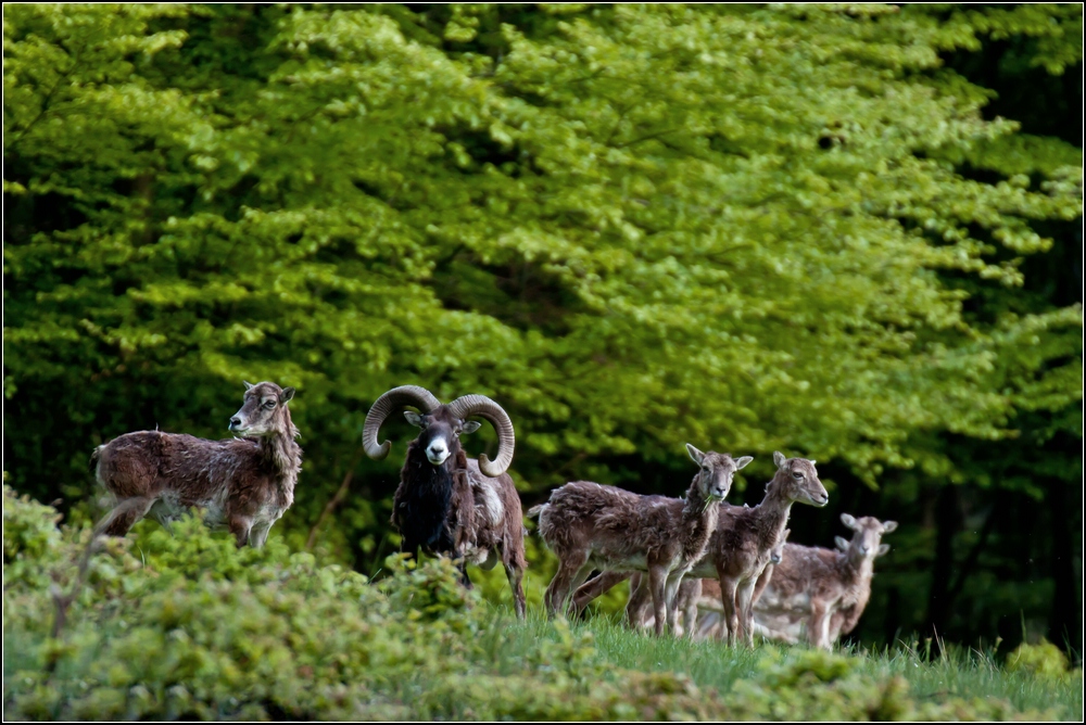 Muffelwild im Haarwechsel