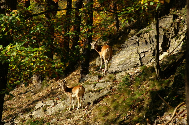 Muffelwild im Naturschutzgebiet Bodetal im Harz