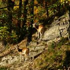 Muffelwild im Naturschutzgebiet Bodetal im Harz