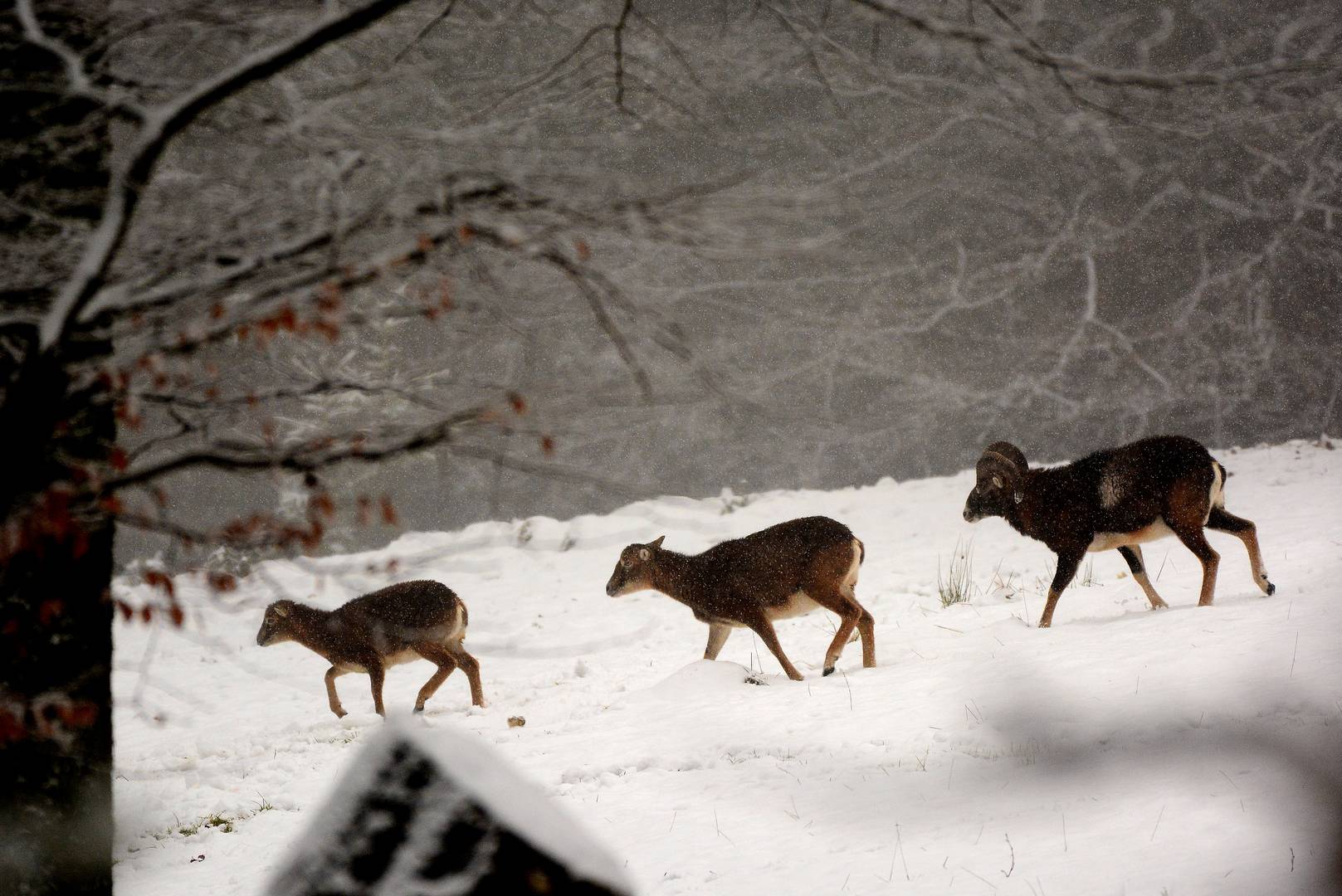 Muffelwild im Schneetreiben