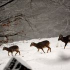 Muffelwild im Schneetreiben