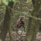 Muffelwild im Spätsommer