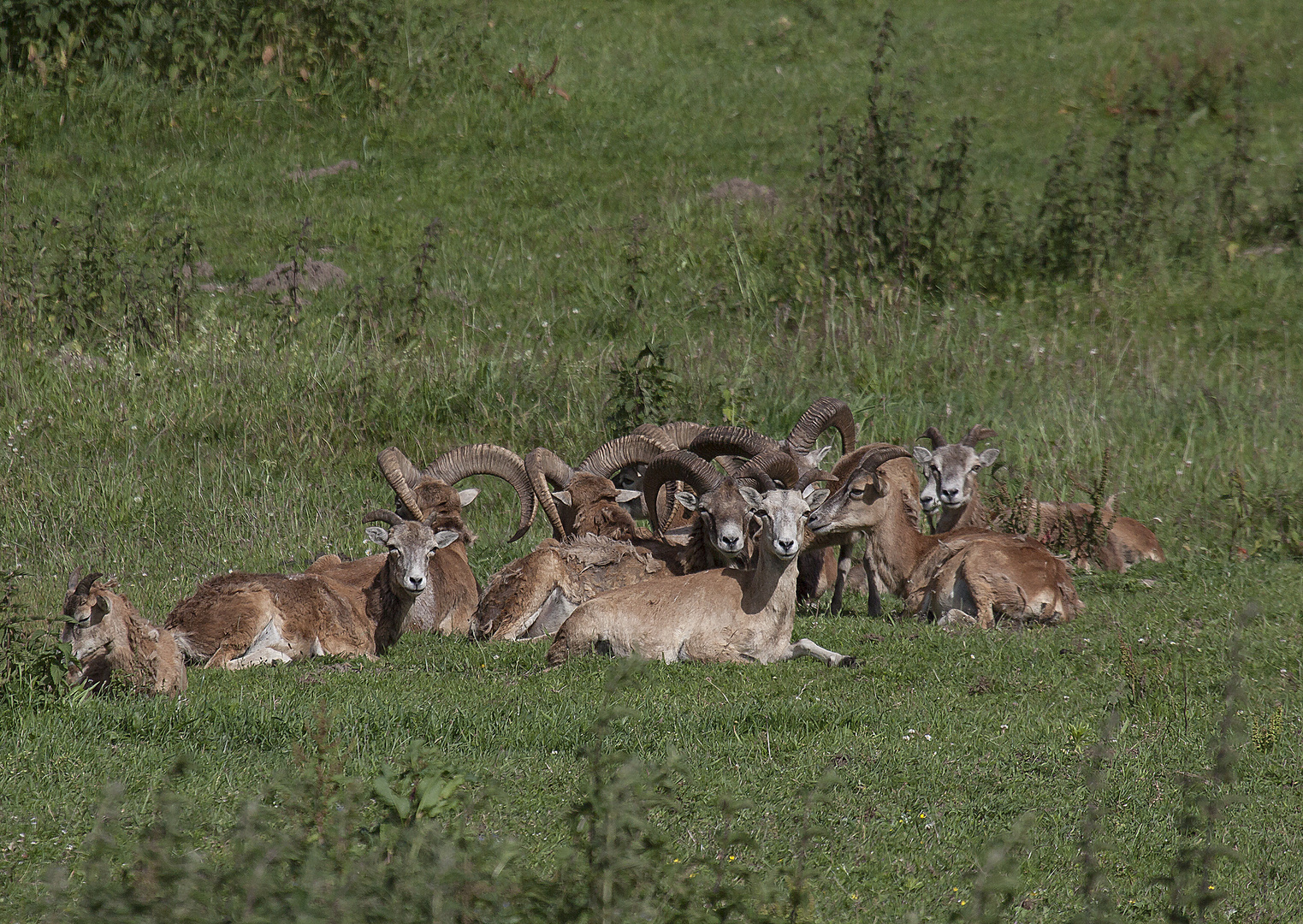 Muffelwild in der Abendsonne