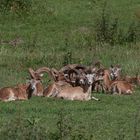 Muffelwild in der Abendsonne