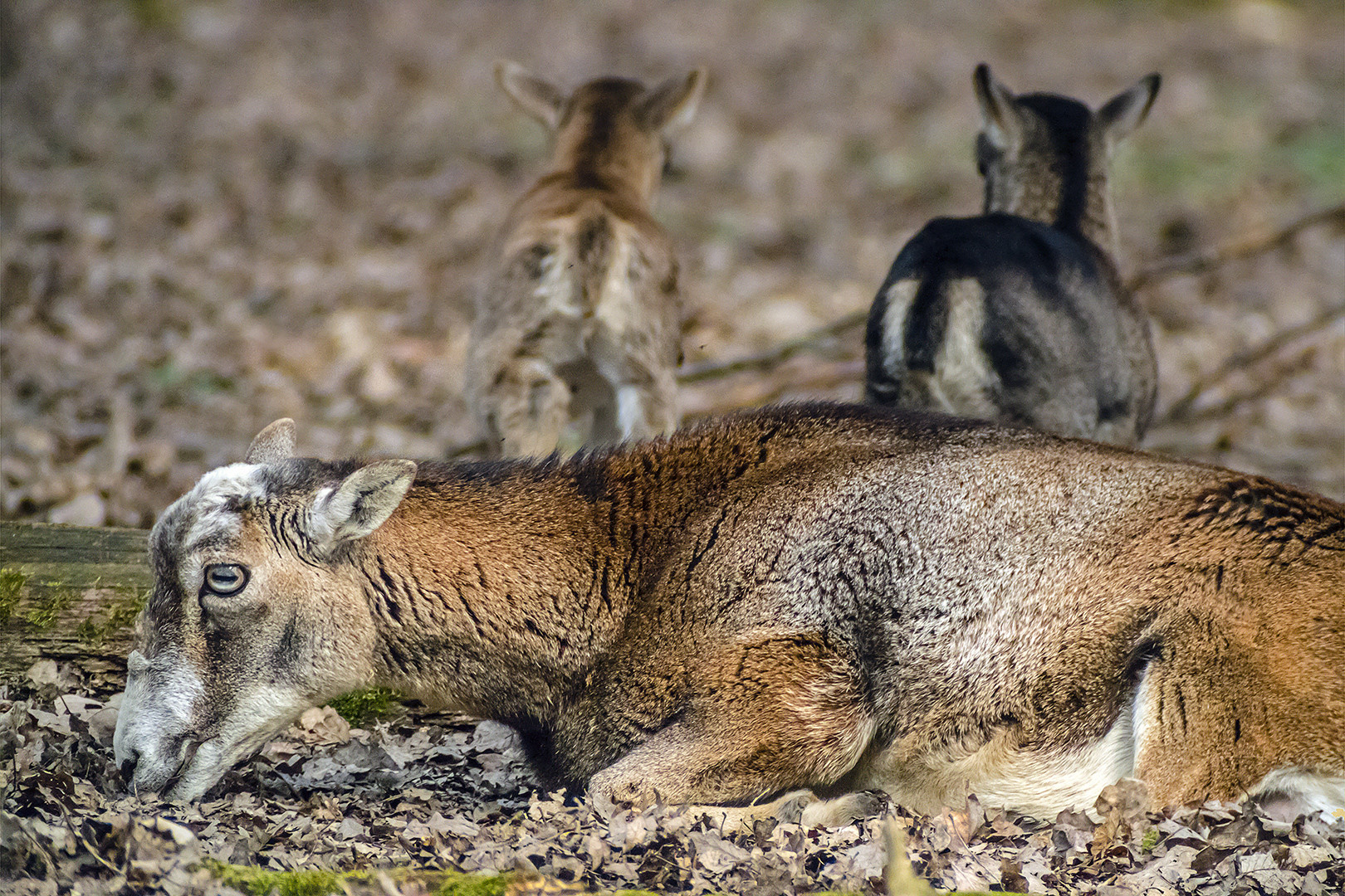 MUFFELWILD: Mama mit Kinder