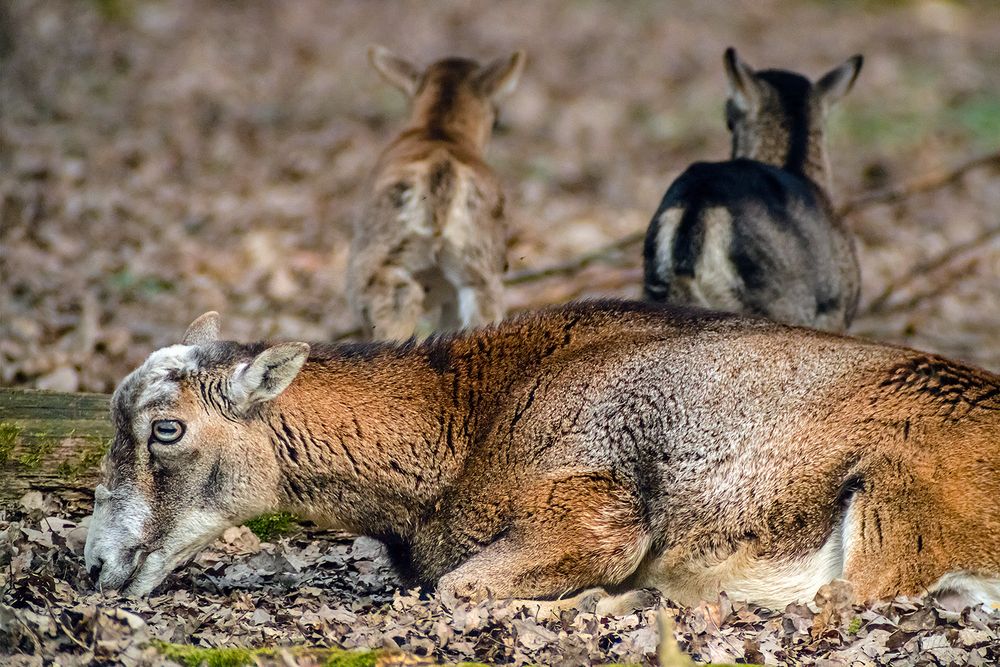 MUFFELWILD: Mama mit Kinder