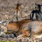 MUFFELWILD: Mama mit Kinder