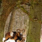 Muffelwild trotzt dem Winterwetter