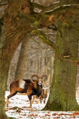 Muffelwild trotzt dem Winterwetter