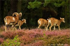 Muffelwild zieht sich zurück in den Wald