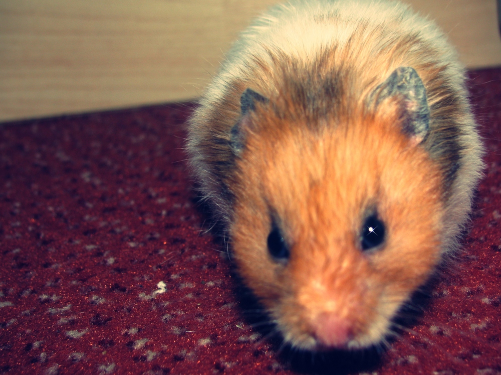 Muffin der Hamster.