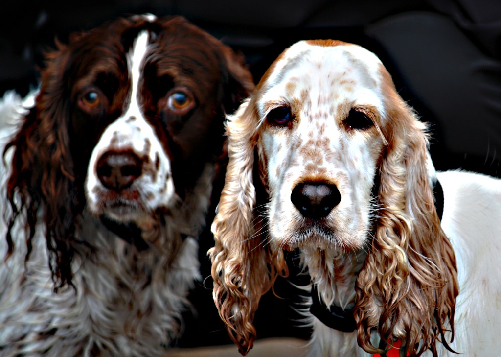 Muffin e Scoobi Doo. Grandi, fratello sorella.