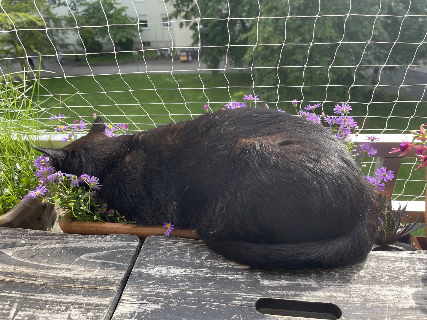 Muffin schläft in meinen Blümchen