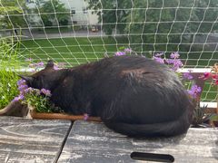 Muffin schläft in meinen Blümchen