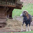 Mufflon beim Fressen gestört...