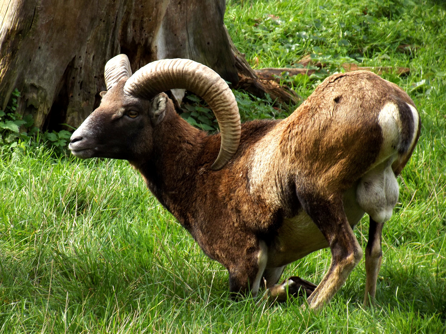 Mufflon - Bock