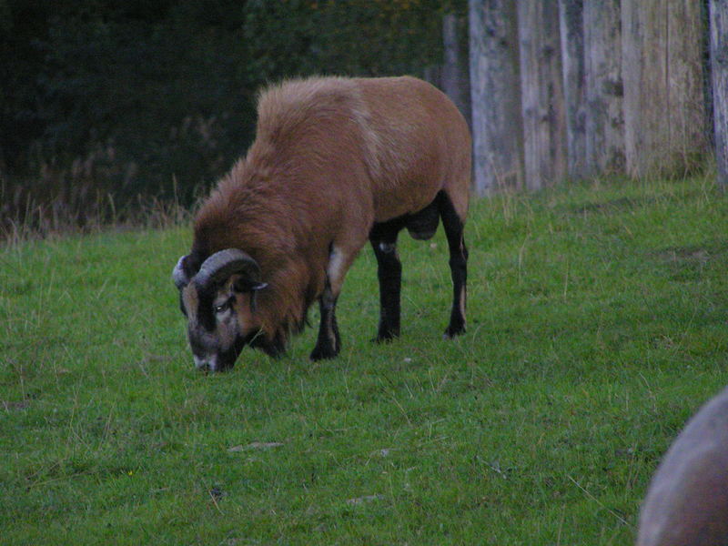 Mufflon Bock