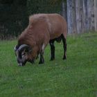 Mufflon Bock