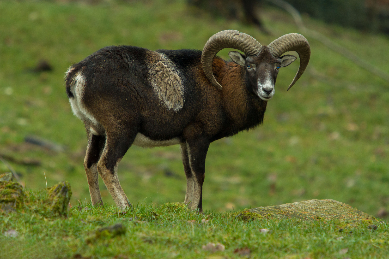 Mufflon - European Mouflon