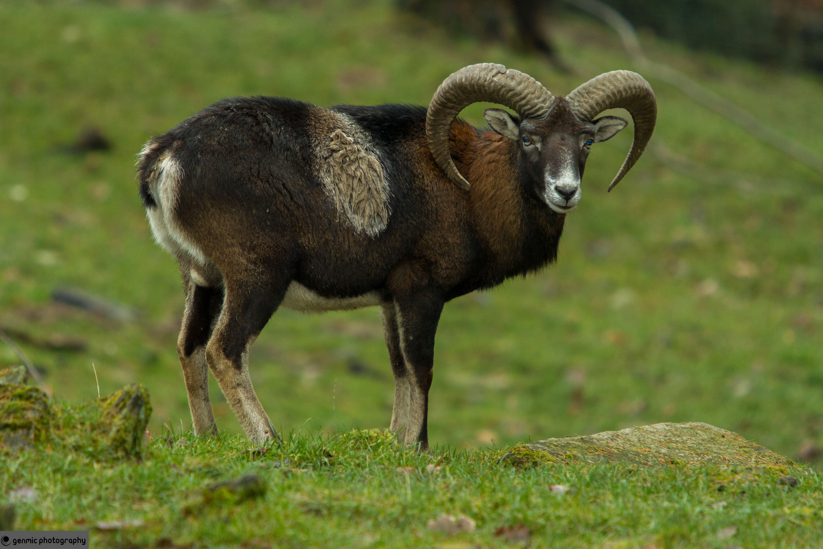 Mufflon - European Mouflon