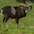 Mufflon - European Mouflon
