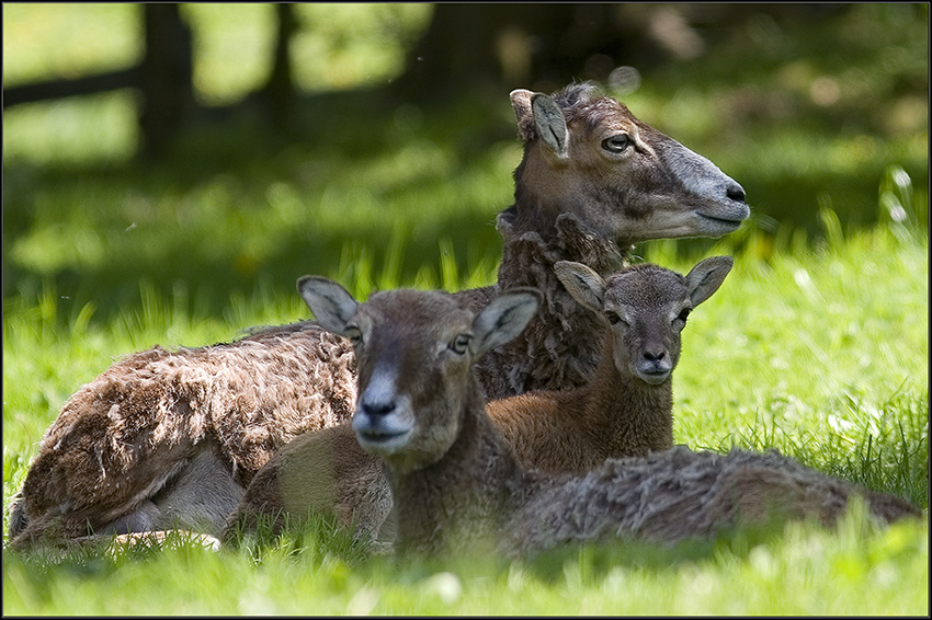 mufflon familie