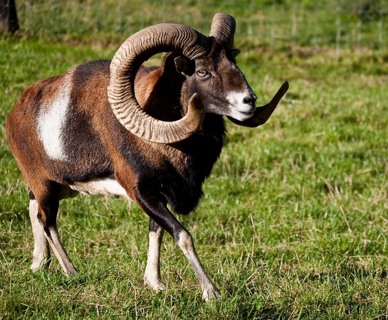 Mufflon im Alpenzoo am Pfänder