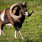 Mufflon im Alpenzoo am Pfänder