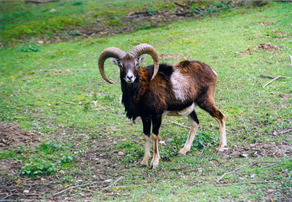 Mufflon im Frühling