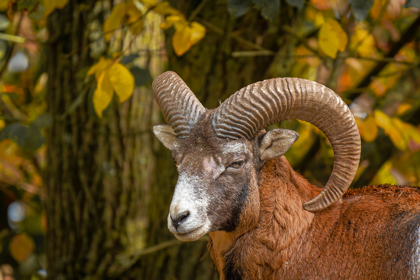 Mufflon im Herbst