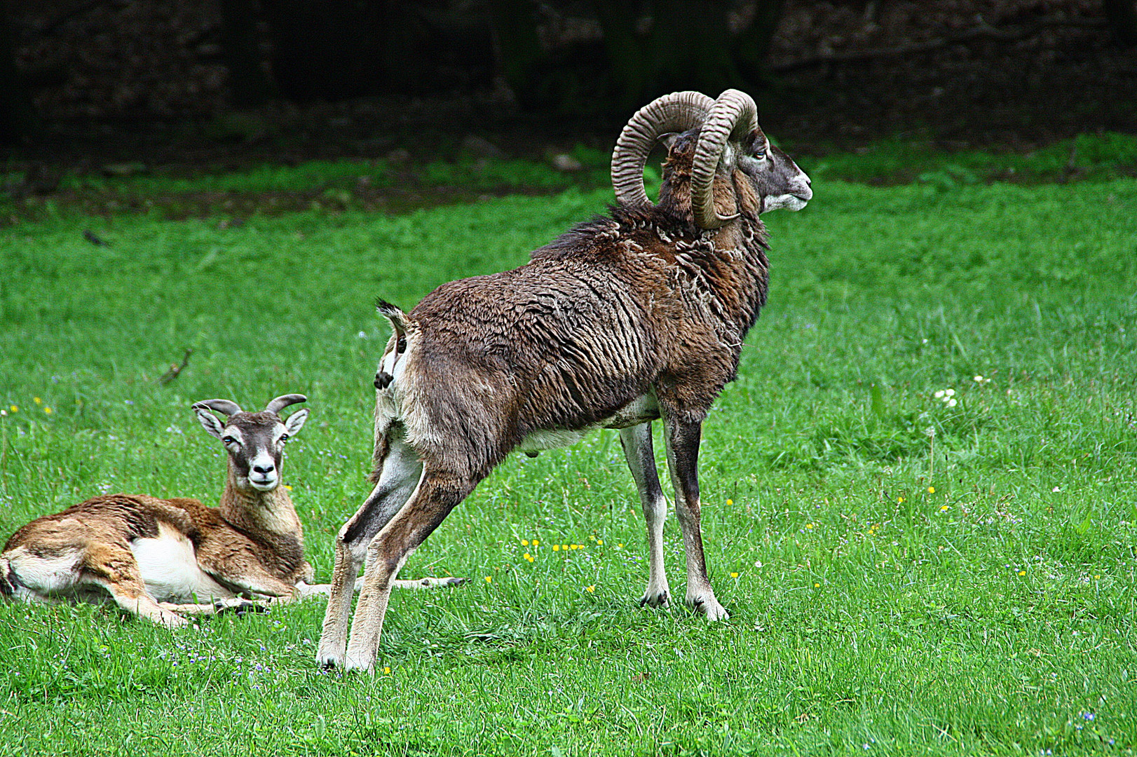 Mufflon im Moritzburger Tierpark