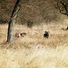 Mufflon im Nationalpark Jasmund